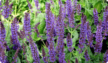 Extracto de hojas de salvia