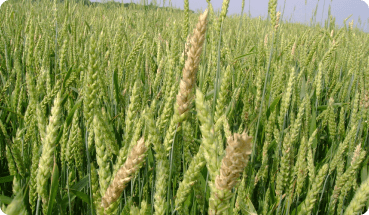 Aceite de germen de trigo
